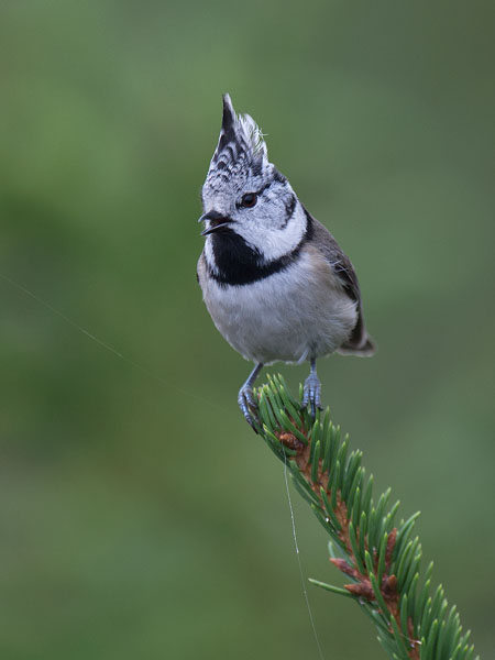 Töyhtötiainen, European Crested Tit, Lophophanes cristatus