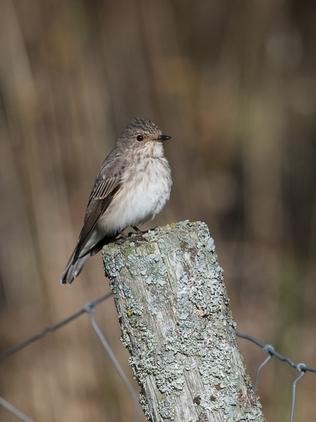 Harmaasieppo, Spotted Flycatcher, Muscicapa striata