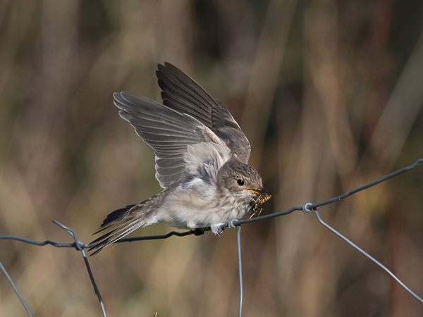 Harmaasieppo, Spotted Flycatcher, Muscicapa striata