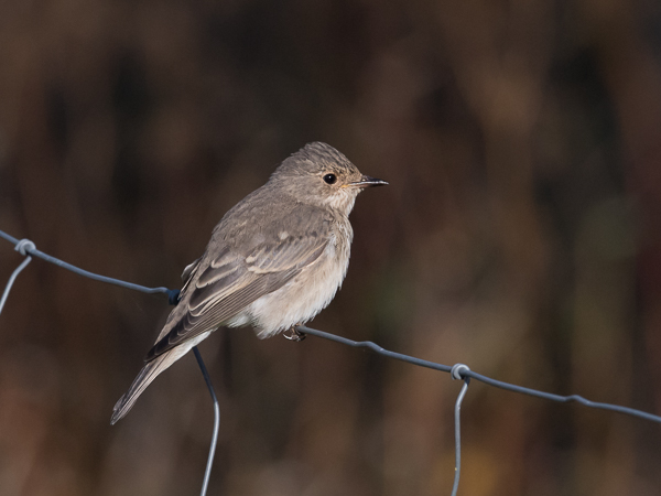 Harmaasieppo, Spotted Flycatcher, Muscicapa striata