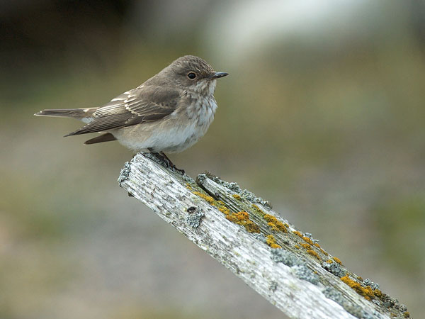 Harmaasieppo, Spotted Flycatcher, Muscicapa striata