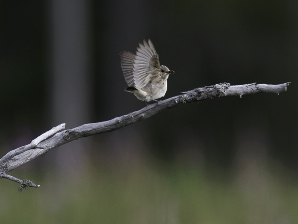 Harmaasieppo, Spotted Flycatcher, Muscicapa striata