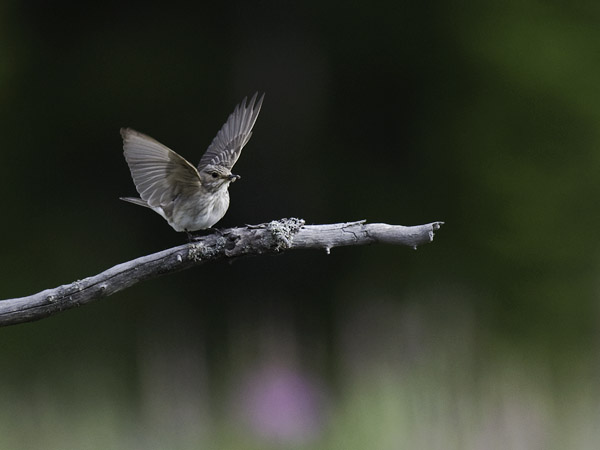 Harmaasieppo, Spotted Flycatcher, Muscicapa striata
