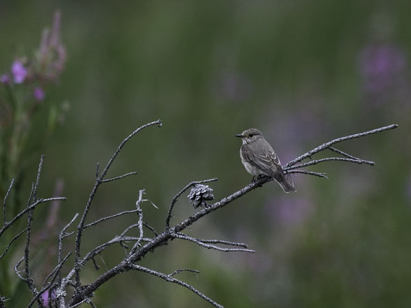 Harmaasieppo, Spotted Flycatcher, Muscicapa striata