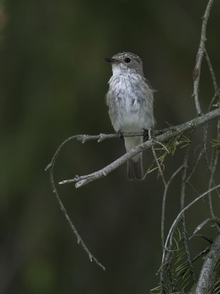 Harmaasieppo, Spotted Flycatcher, Muscicapa striata