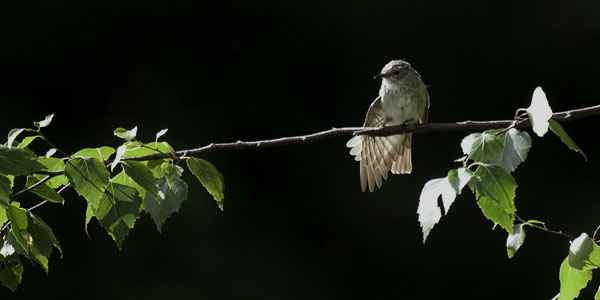 Harmaasieppo, Spotted Flycatcher, Muscicapa striata