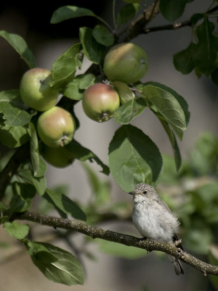 Harmaasieppo, Spotted Flycatcher, Muscicapa striata