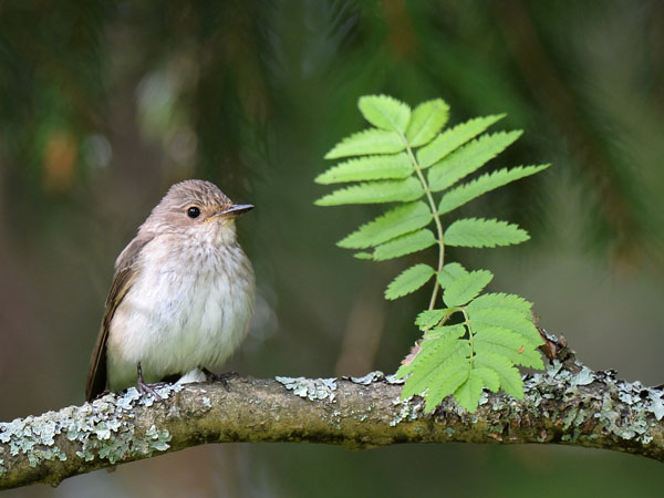 Harmaasieppo, Spotted Flycatcher, Muscicapa striata
