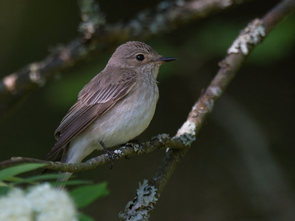 Harmaasieppo, Spotted Flycatcher, Muscicapa striata