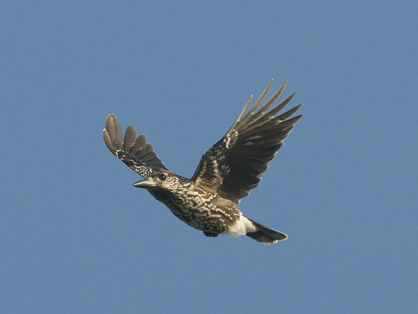 Pähkinähakki, Spotted Nutcracker, Nucifraga caryocatactes
