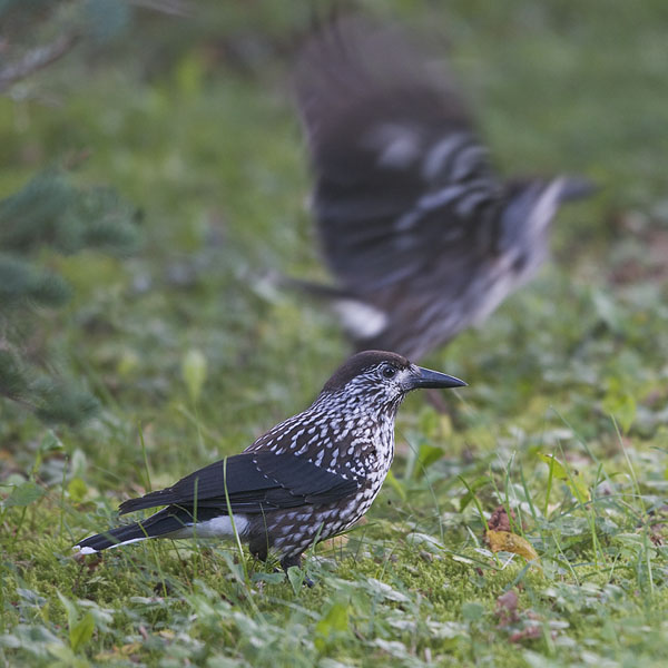 Pähkinähakki, Spotted Nutcracker, Nucifraga caryocatactes
