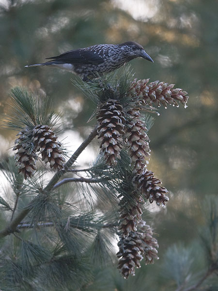 Pähkinähakki, Spotted Nutcracker, Nucifraga caryocatactes