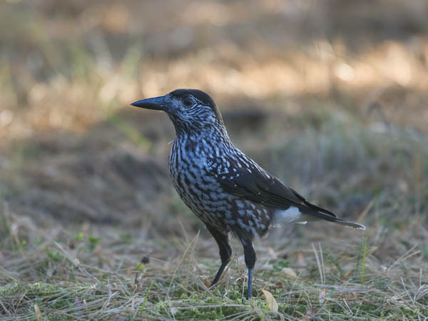 Pähkinähakki, Spotted Nutcracker, Nucifraga caryocatactes
