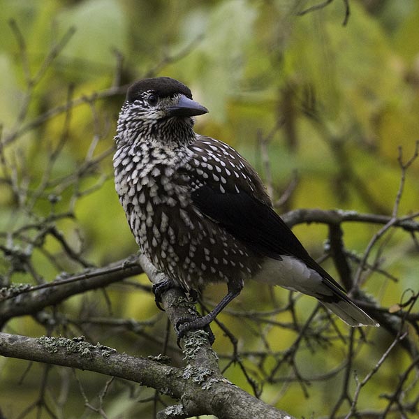 Pähkinähakki, Spotted Nutcracker, Nucifraga caryocatactes