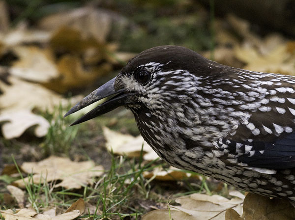 Pähkinähakki, Spotted Nutcracker, Nucifraga caryocatactes