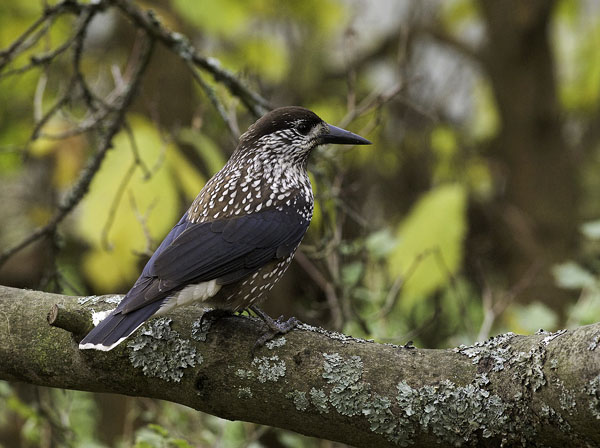 Pähkinähakki, Spotted Nutcracker, Nucifraga caryocatactes