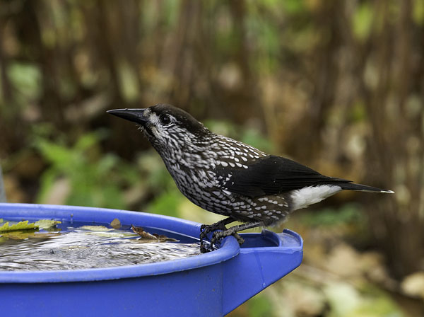 Pähkinähakki, Spotted Nutcracker, Nucifraga caryocatactes
