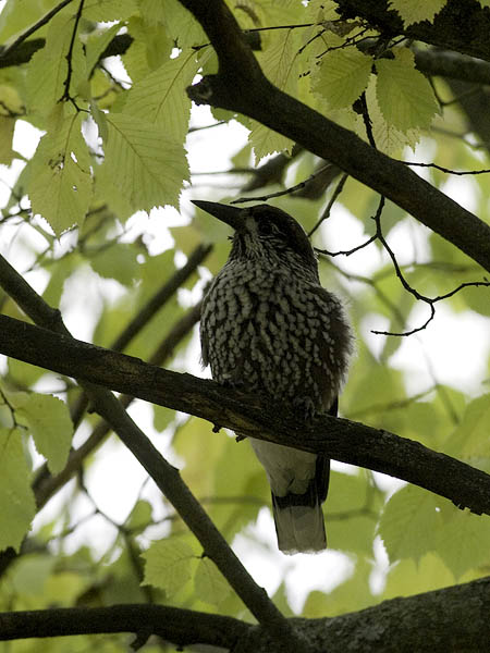 Pähkinähakki, Spotted Nutcracker, Nucifraga caryocatactes