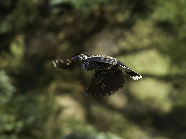 Pähkinähakki, Spotted Nutcracker, Nucifraga caryocatactes