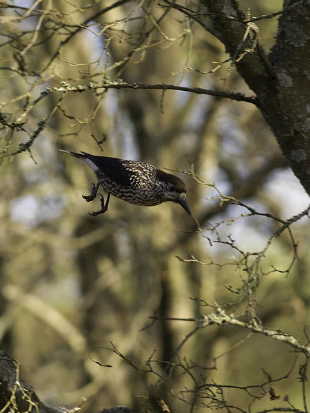 Pähkinähakki, Spotted Nutcracker, Nucifraga caryocatactes