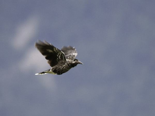 Pähkinähakki, Spotted Nutcracker, Nucifraga caryocatactes