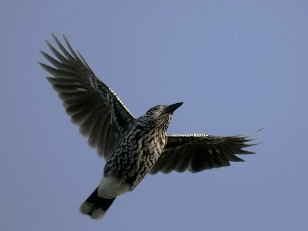 Pähkinähakki, Spotted Nutcracker, Nucifraga caryocatactes
