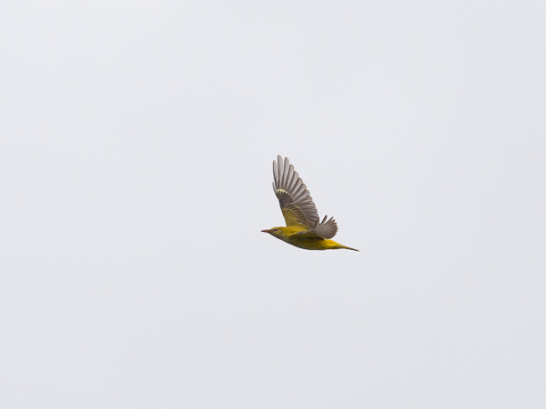 Kuhankeittäjä, Eurasian Golden Oriole, Oriolus oriolus