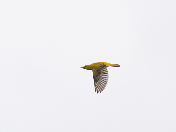 Kuhankeittäjä, Eurasian Golden Oriole, Oriolus oriolus