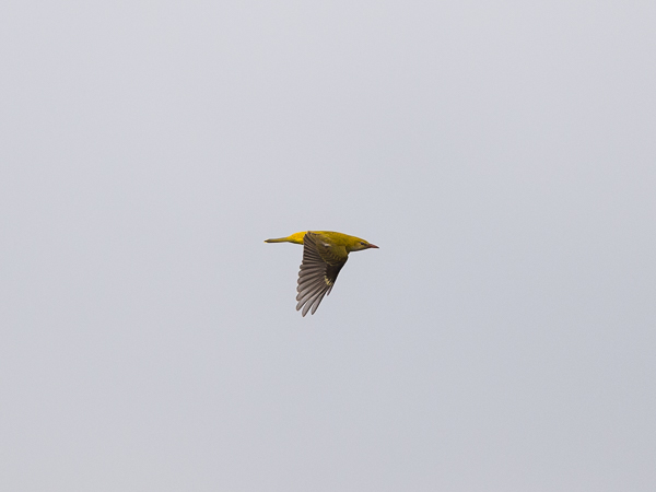 Kuhankeittäjä, Eurasian Golden Oriole, Oriolus oriolus