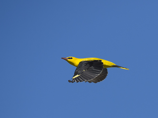 Kuhankeittäjä, Eurasian Golden Oriole, Oriolus oriolus