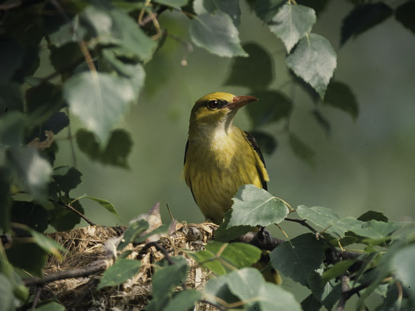 Kuhankeittäjä, Eurasian Golden Oriole, Oriolus oriolus