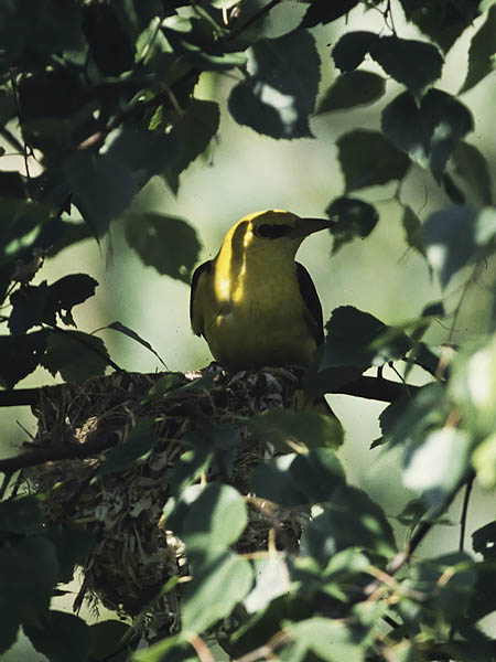 Kuhankeittäjä, Eurasian Golden Oriole, Oriolus oriolus