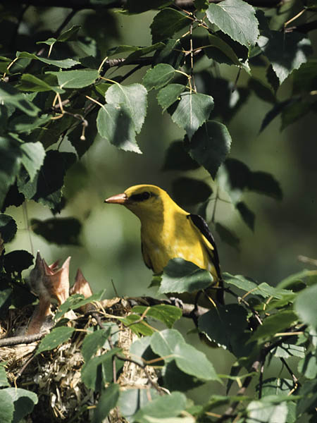 Kuhankeittäjä, Eurasian Golden Oriole, Oriolus oriolus