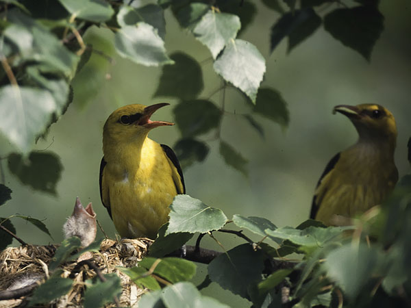 Kuhankeittäjä, Eurasian Golden Oriole, Oriolus oriolus