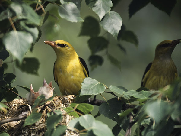Kuhankeittäjä, Eurasian Golden Oriole, Oriolus oriolus