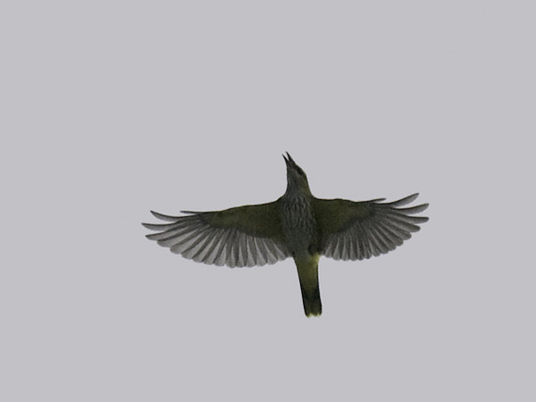 Kuhankeittäjä, Eurasian Golden Oriole, Oriolus oriolus