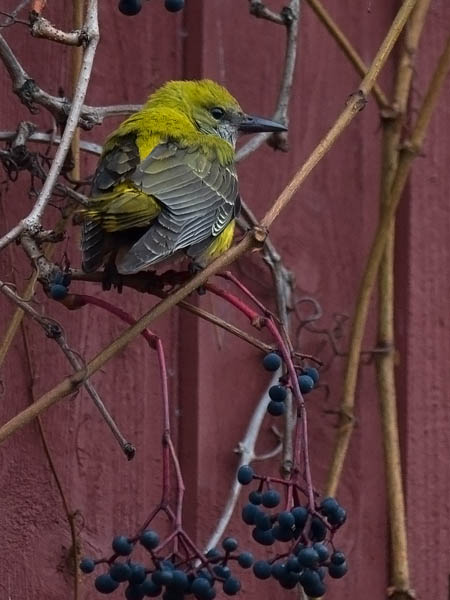 Kuhankeittäjä, Eurasian Golden Oriole, Oriolus oriolus