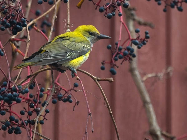 Kuhankeittäjä, Eurasian Golden Oriole, Oriolus oriolus