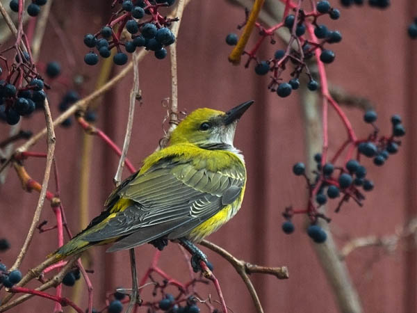 Kuhankeittäjä, Eurasian Golden Oriole, Oriolus oriolus