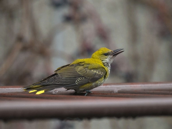 Kuhankeittäjä, Eurasian Golden Oriole, Oriolus oriolus