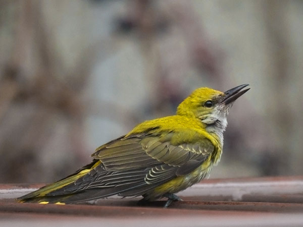 Kuhankeittäjä, Eurasian Golden Oriole, Oriolus oriolus