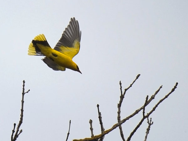 Kuhankeittäjä, Eurasian Golden Oriole, Oriolus oriolus