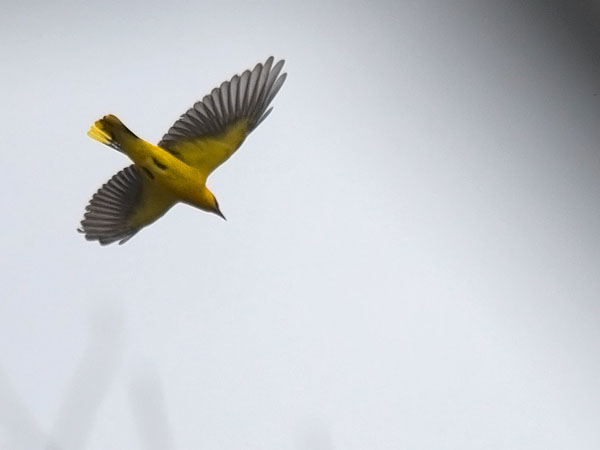 Kuhankeittäjä, Eurasian Golden Oriole, Oriolus oriolus