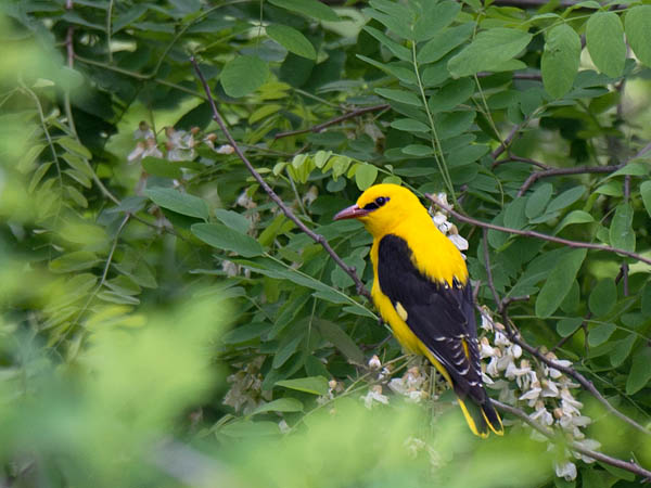Kuhankeittäjä, Eurasian Golden Oriole, Oriolus oriolus