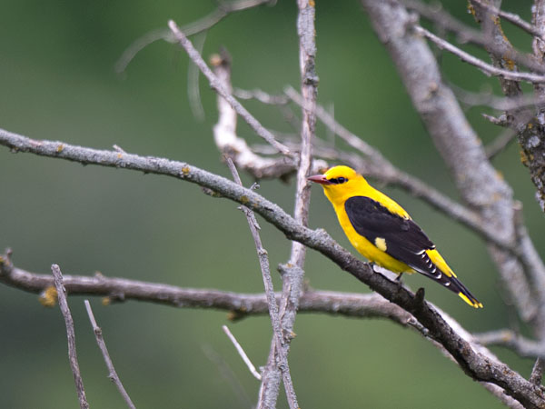 Kuhankeittäjä, Eurasian Golden Oriole, Oriolus oriolus