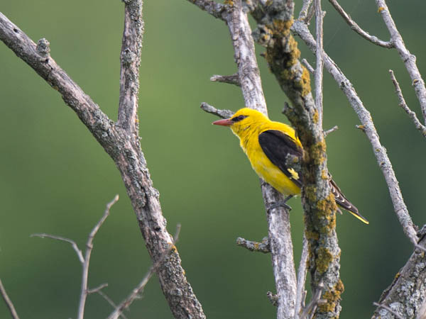 Kuhankeittäjä, Eurasian Golden Oriole, Oriolus oriolus