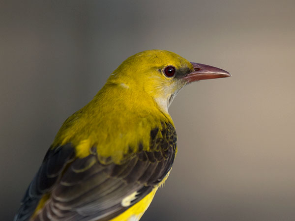 Kuhankeittäjä, Eurasian Golden Oriole, Oriolus oriolus