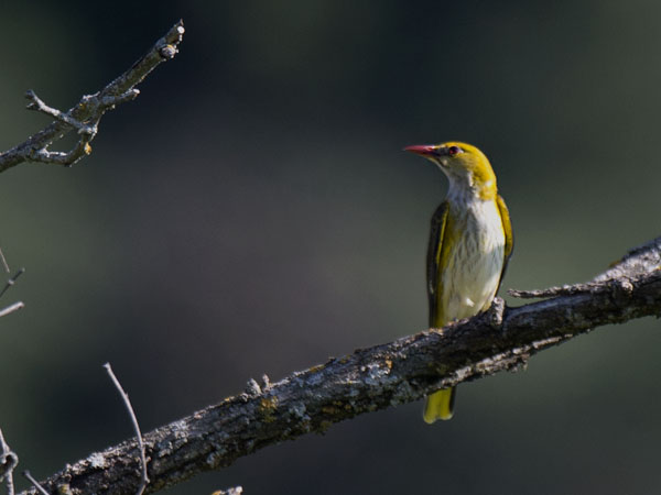 Kuhankeittäjä, Eurasian Golden Oriole, Oriolus oriolus