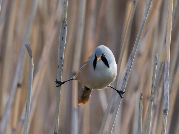 Viiksitimali, Bearded Reedling, Panurus biarmicus