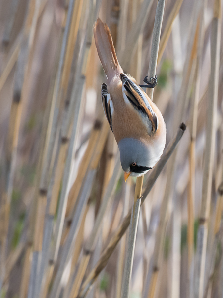 Viiksitimali, Bearded Reedling, Panurus biarmicus